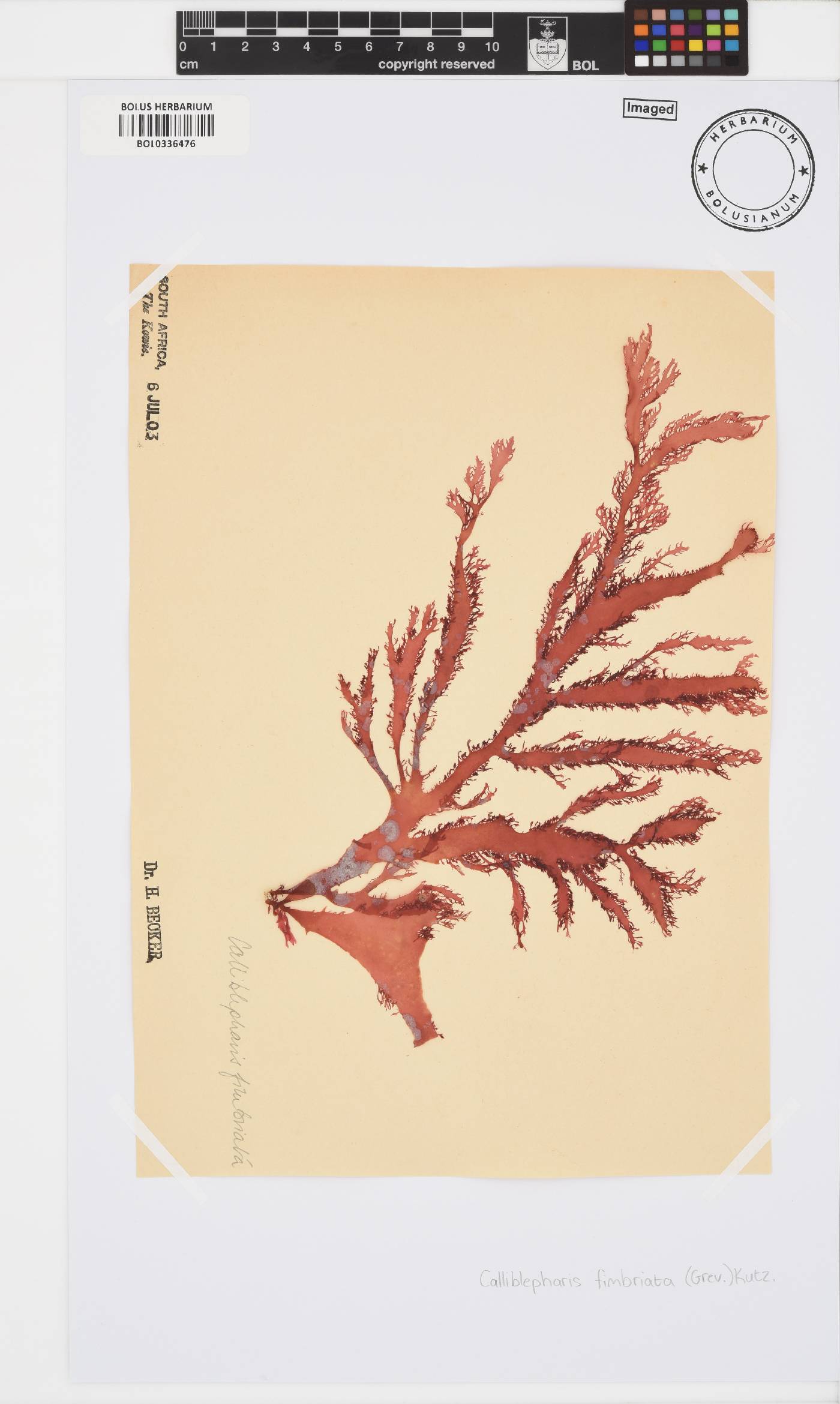 Calliblepharis fimbriata image