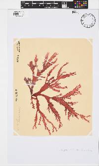 Calliblepharis fimbriata image