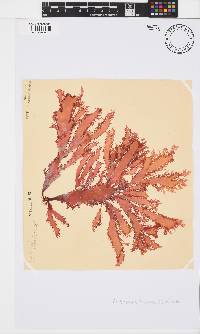 Calliblepharis fimbriata image