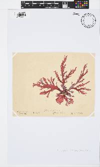 Calliblepharis fimbriata image