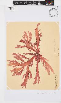 Calliblepharis fimbriata image