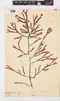Gracilaria beckeri image