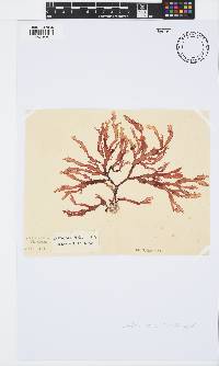 Gracilaria beckeri image
