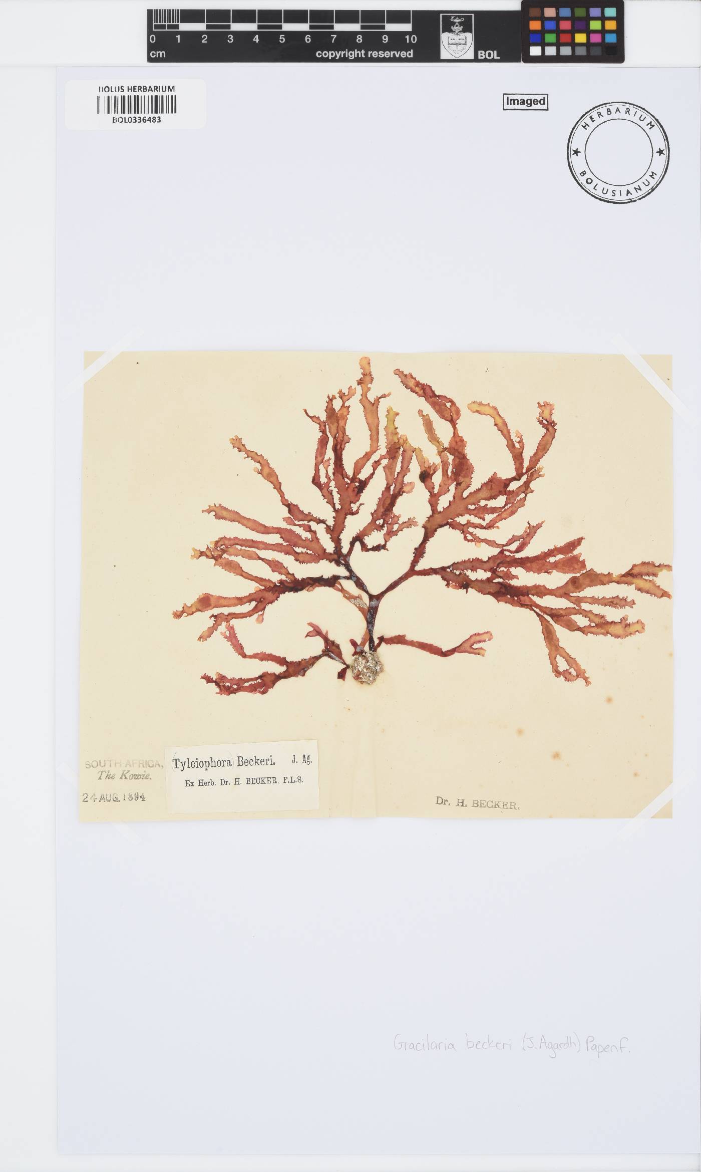 Gracilariaceae image