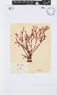 Gracilaria beckeri image