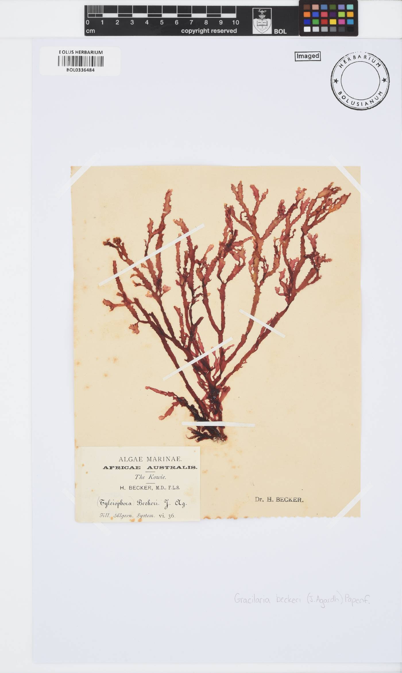 Gracilaria beckeri image