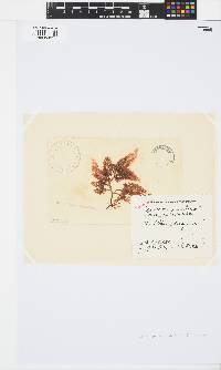 Osmundea pinnatifida image