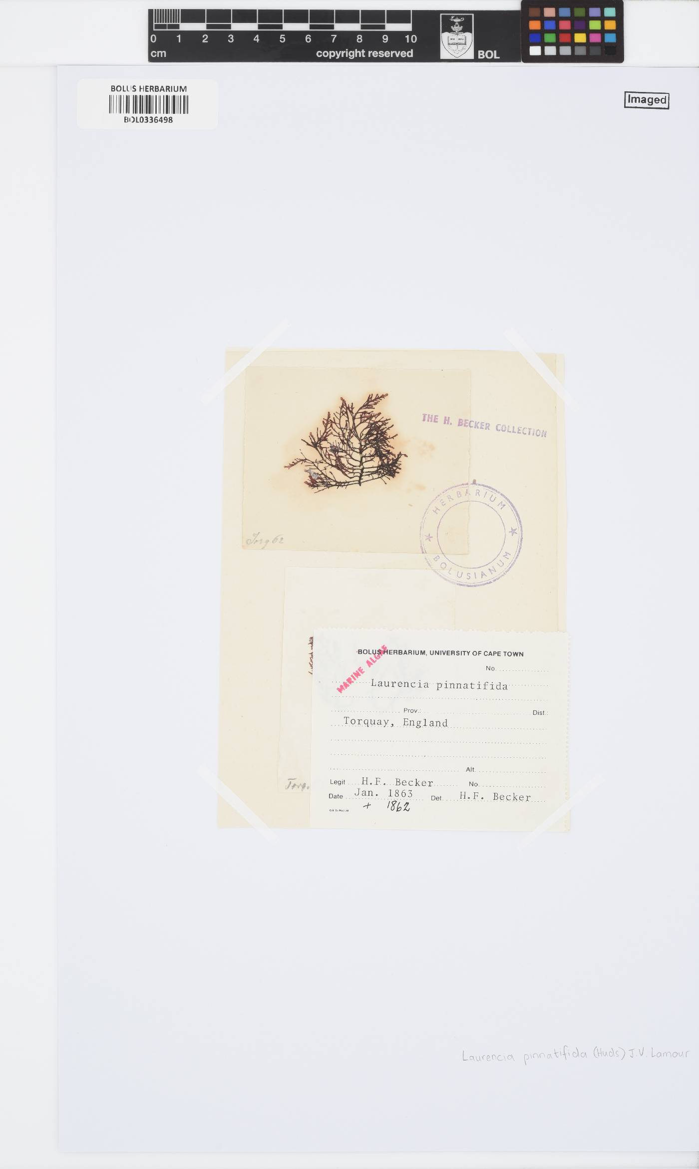 Osmundea image
