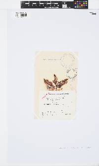 Osmundea pinnatifida image