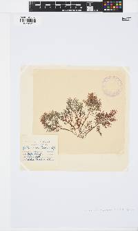 Pterocladiella capillacea image