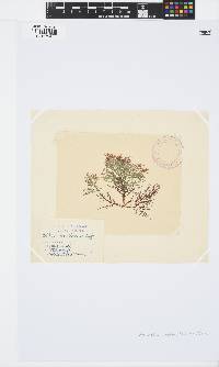 Pterocladiella capillacea image
