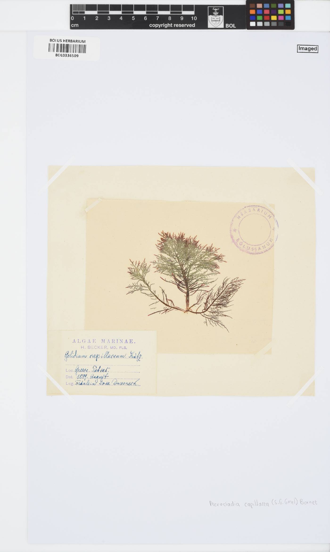 Pterocladiella capillacea image