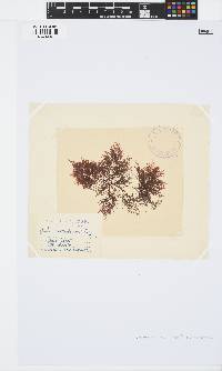 Pterocladiella capillacea image