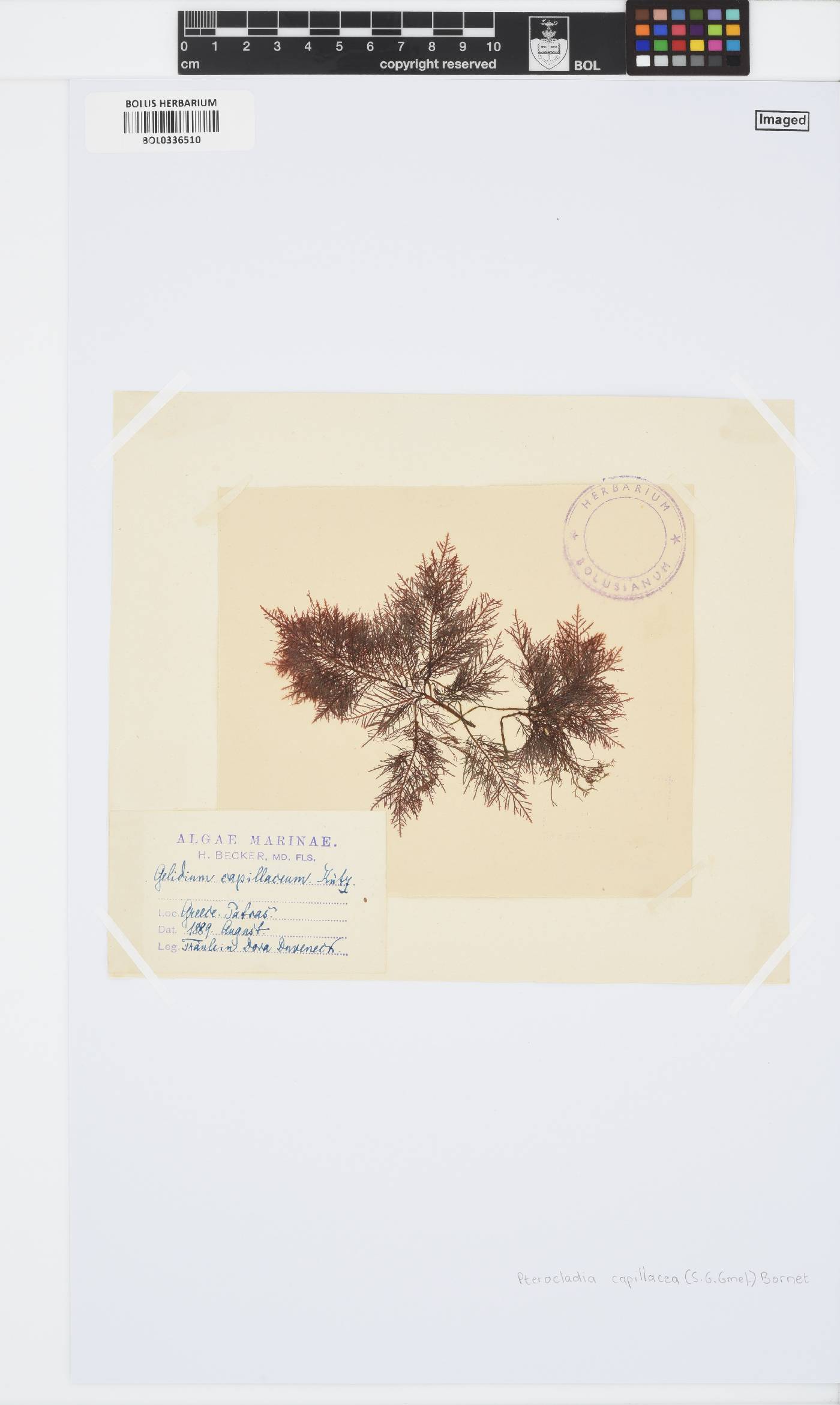 Pterocladiella capillacea image