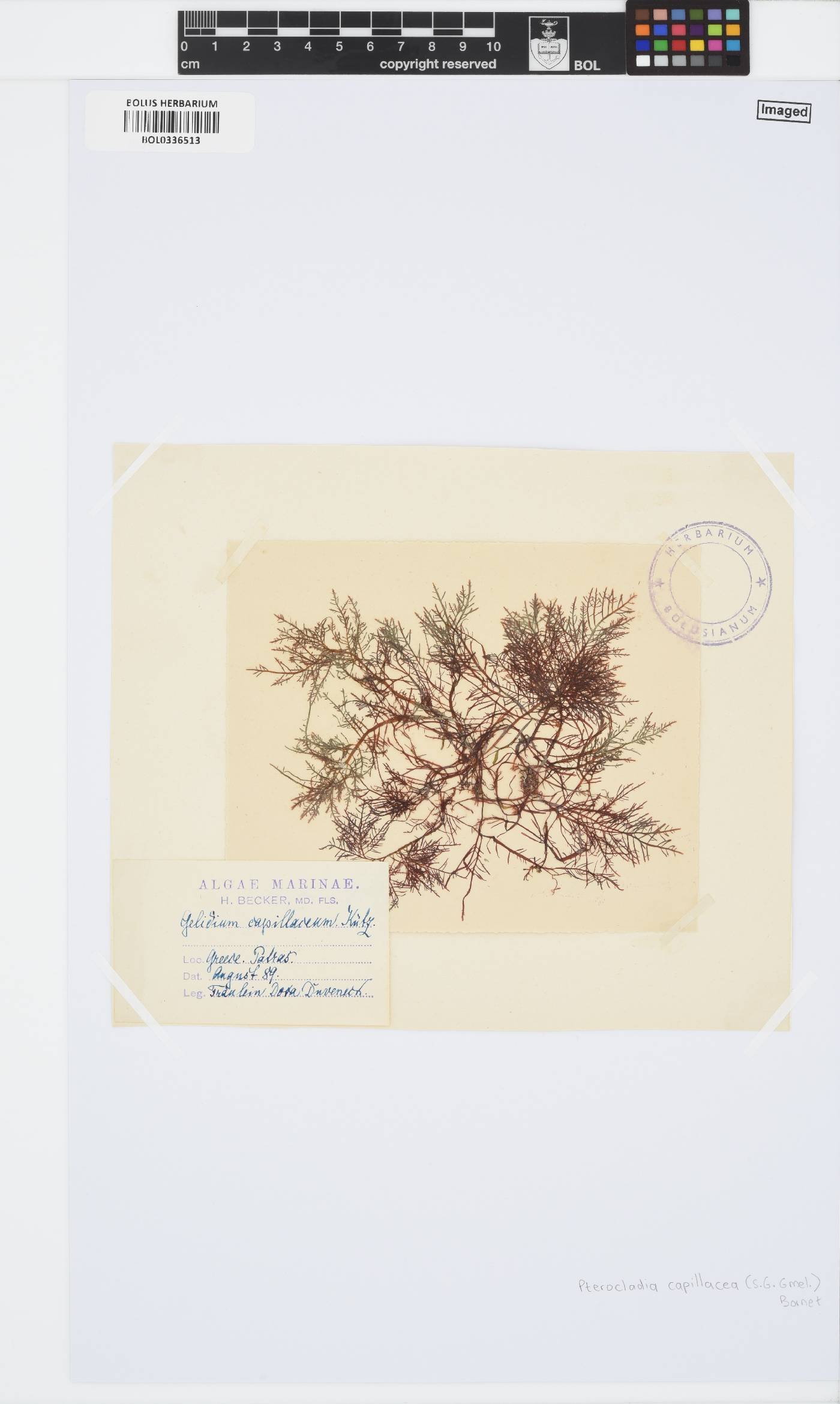 Pterocladiella capillacea image