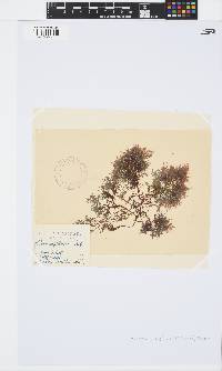 Pterocladiella capillacea image