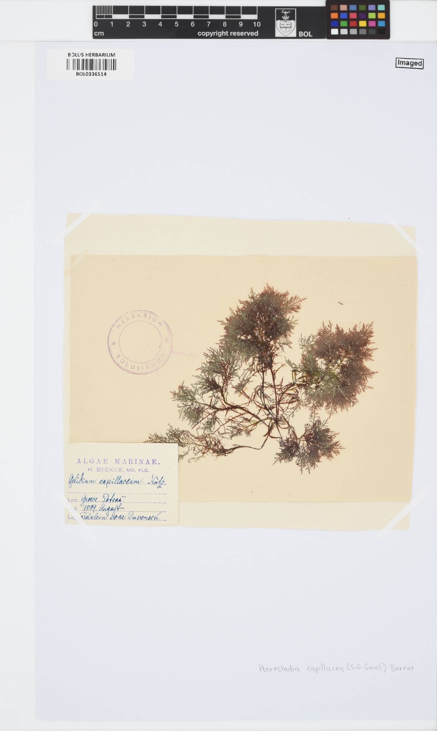 Pterocladiella capillacea image