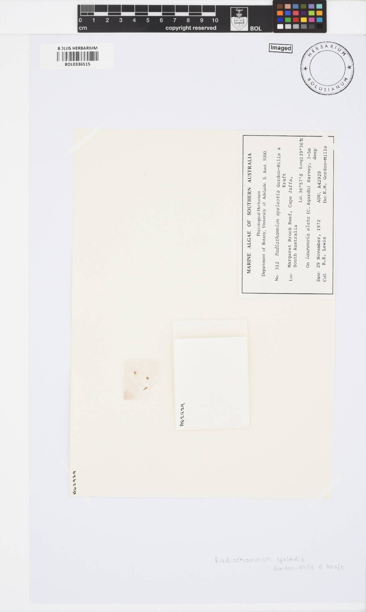 Radiathamnion image