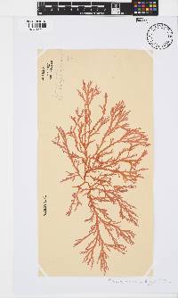 Portieria hornemannii image