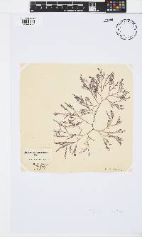 Spyridia cupressina image