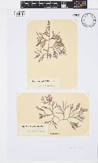 Spyridia cupressina image
