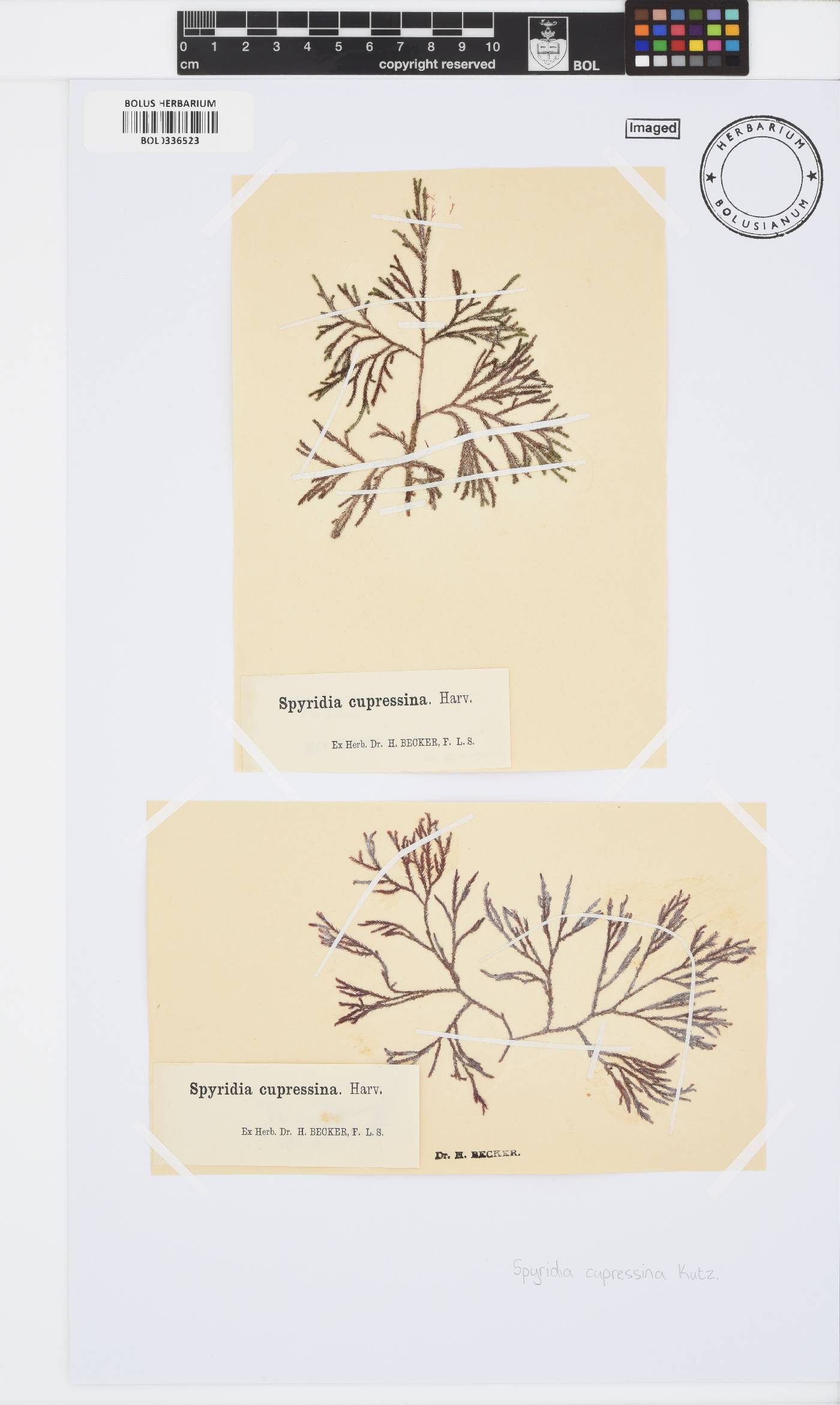 Spyridia cupressina image