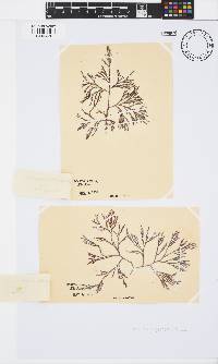 Spyridia cupressina image