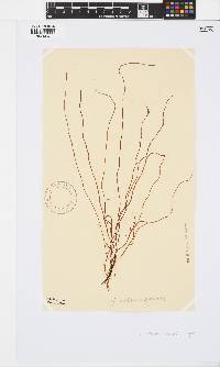 Gracilariopsis andersonii image