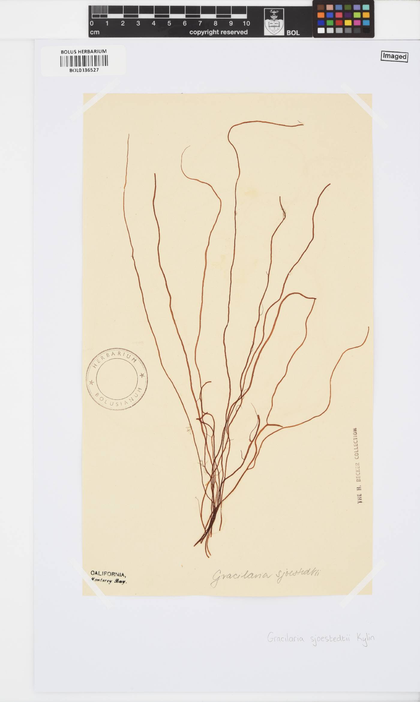 Gracilariopsis andersonii image
