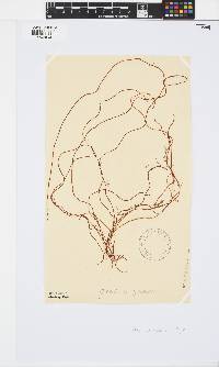 Gracilariopsis andersonii image