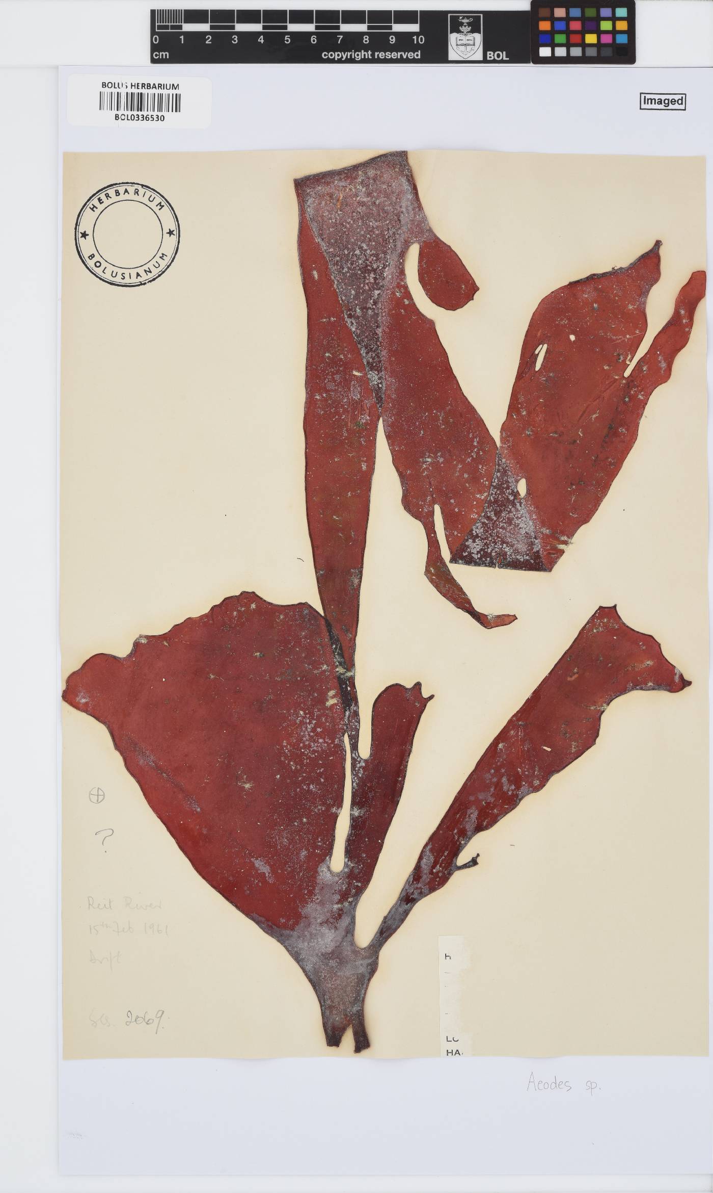 Aeodes image