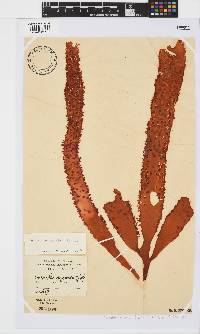 Sarcodia dentata image