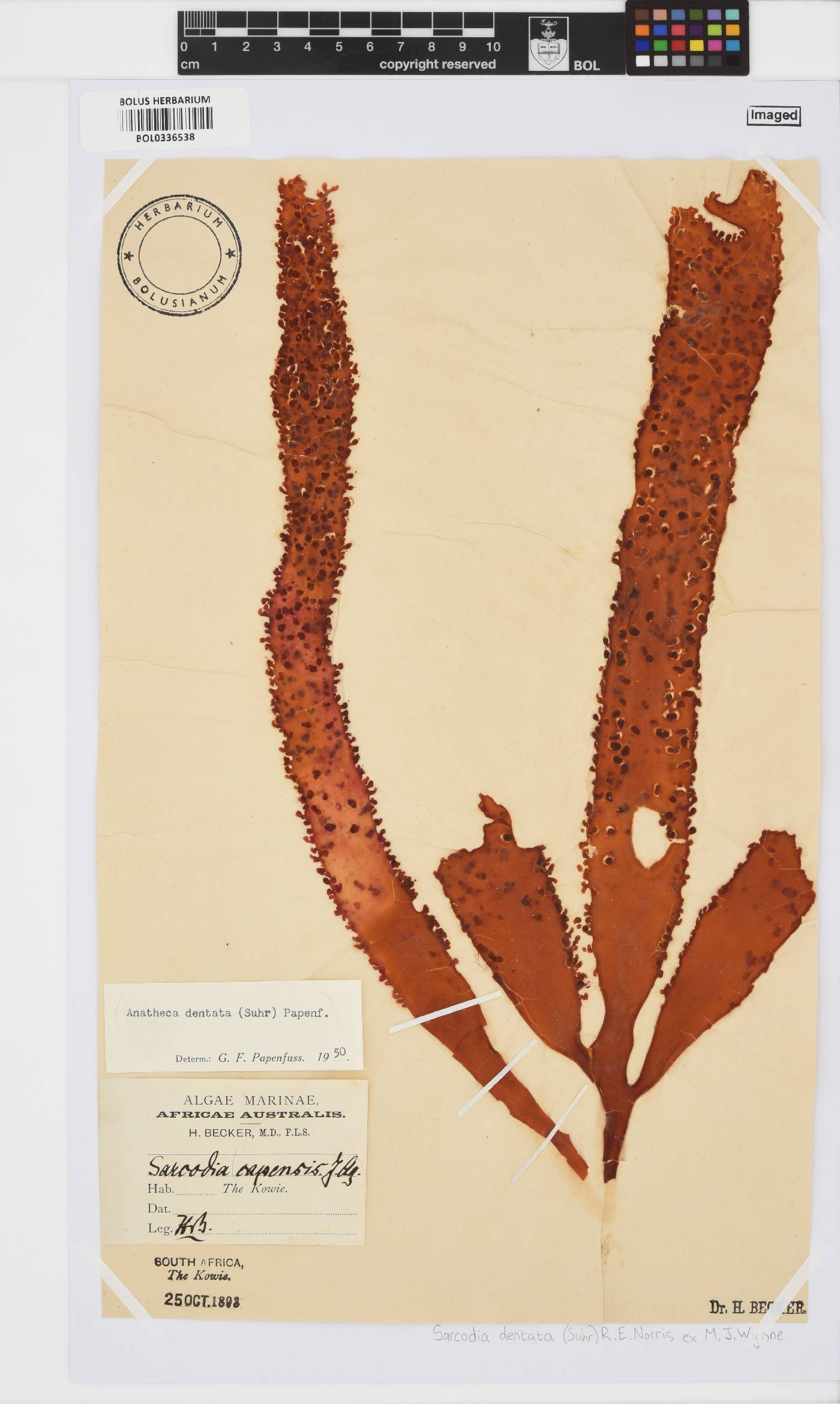 Sarcodia dentata image