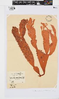 Sarcodia dentata image