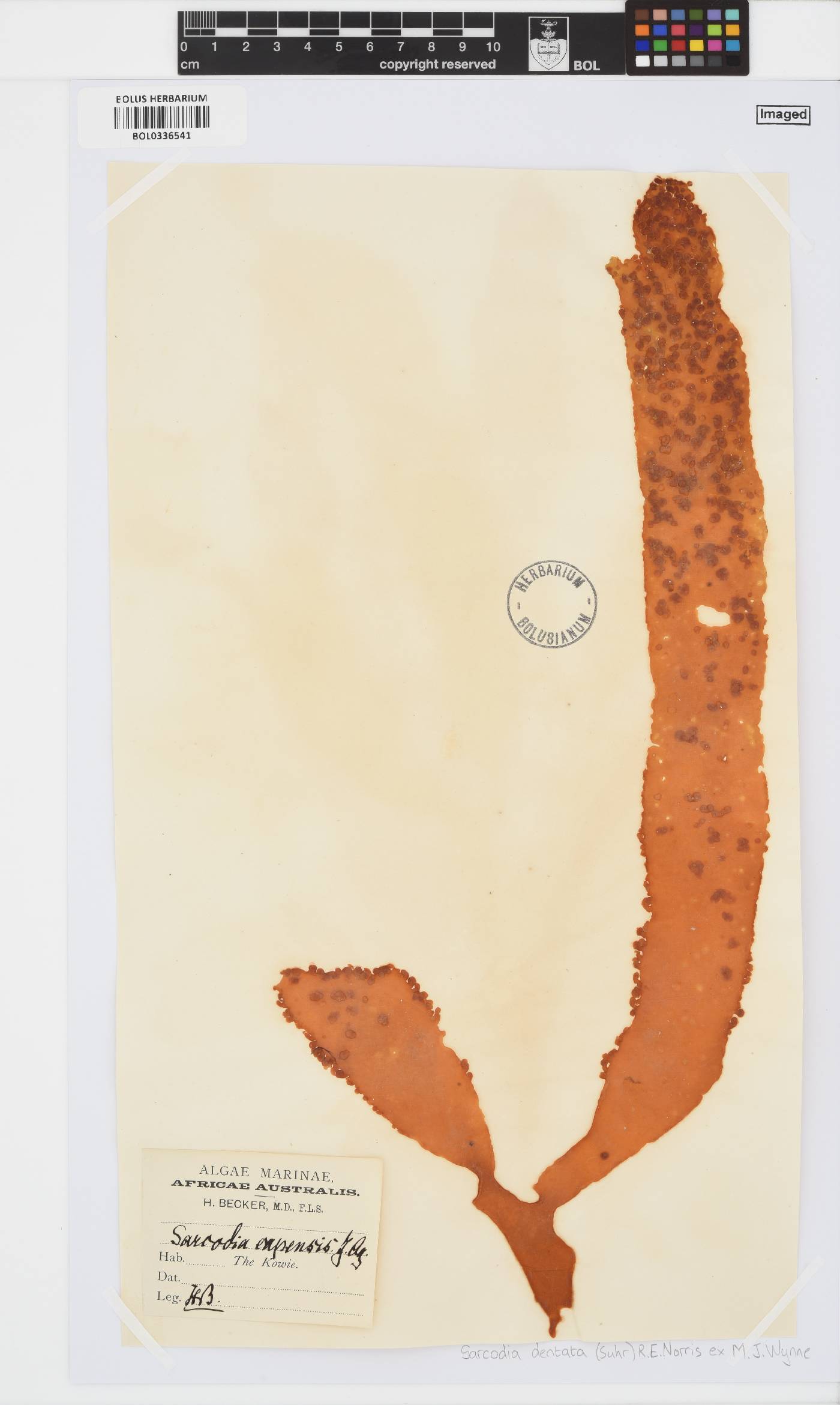 Sarcodia dentata image