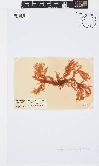 Portieria hornemannii image