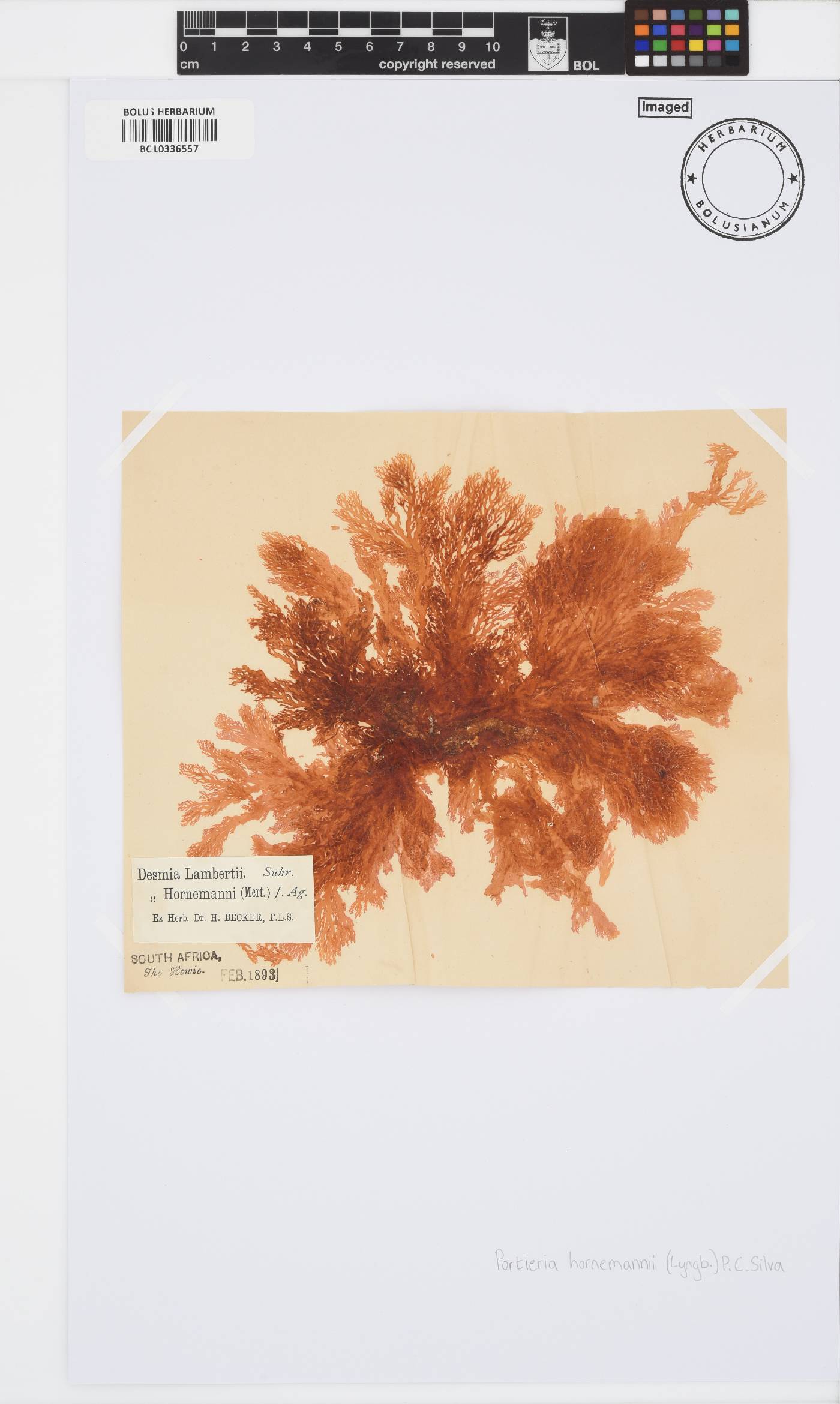 Portieria hornemannii image