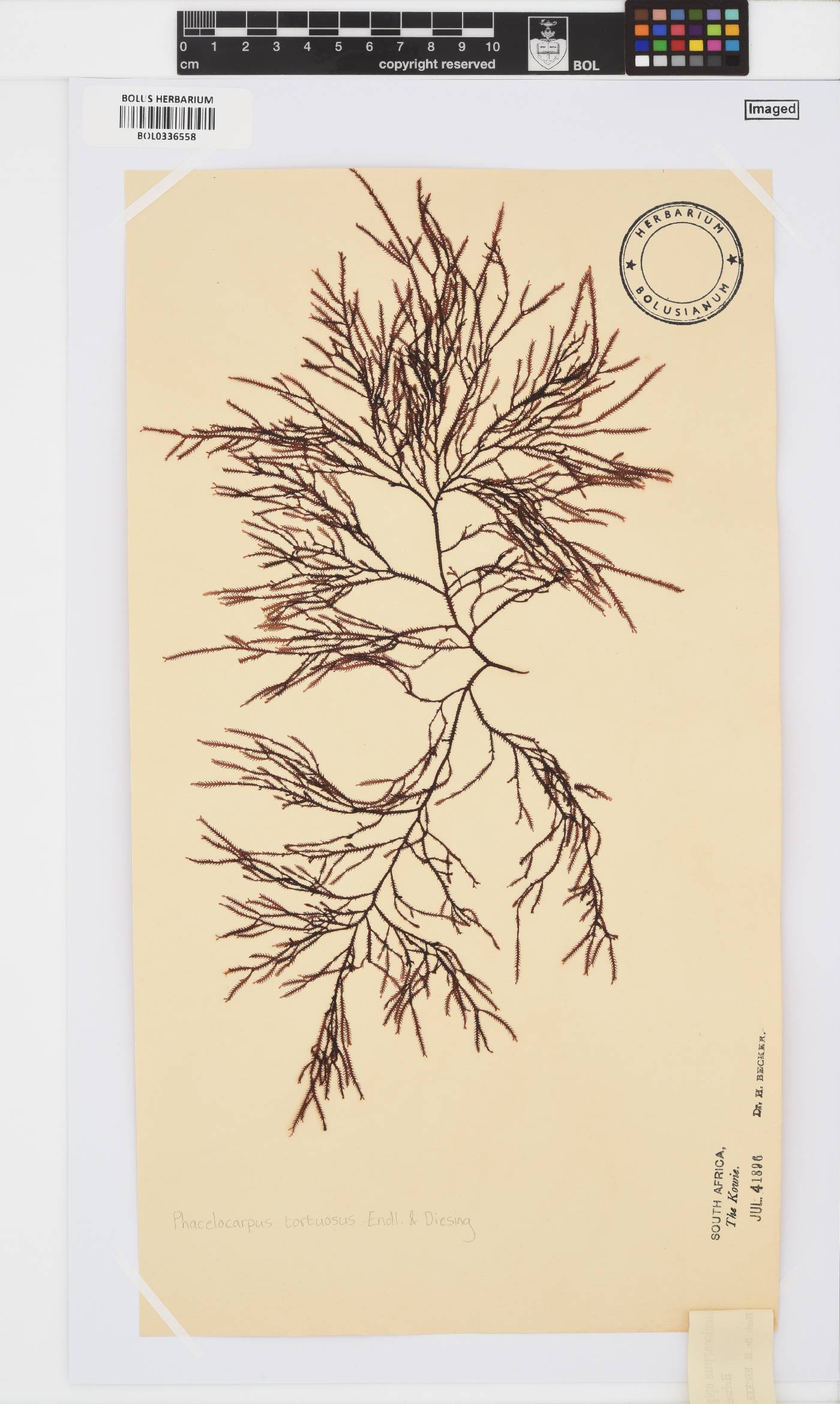 Phacelocarpus image