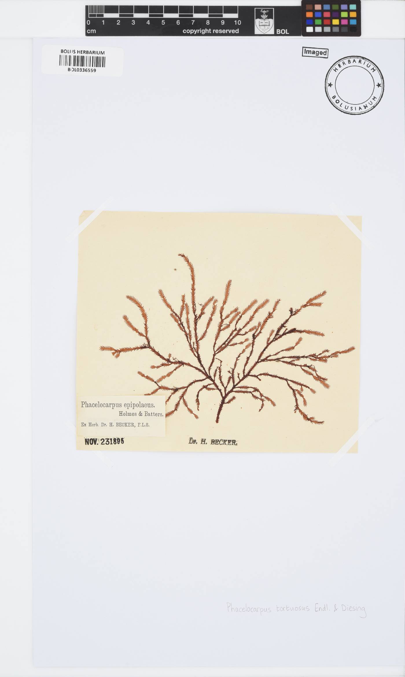 Phacelocarpus tortuosus image