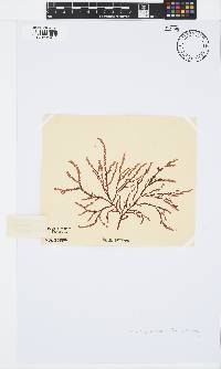 Phacelocarpus tortuosus image