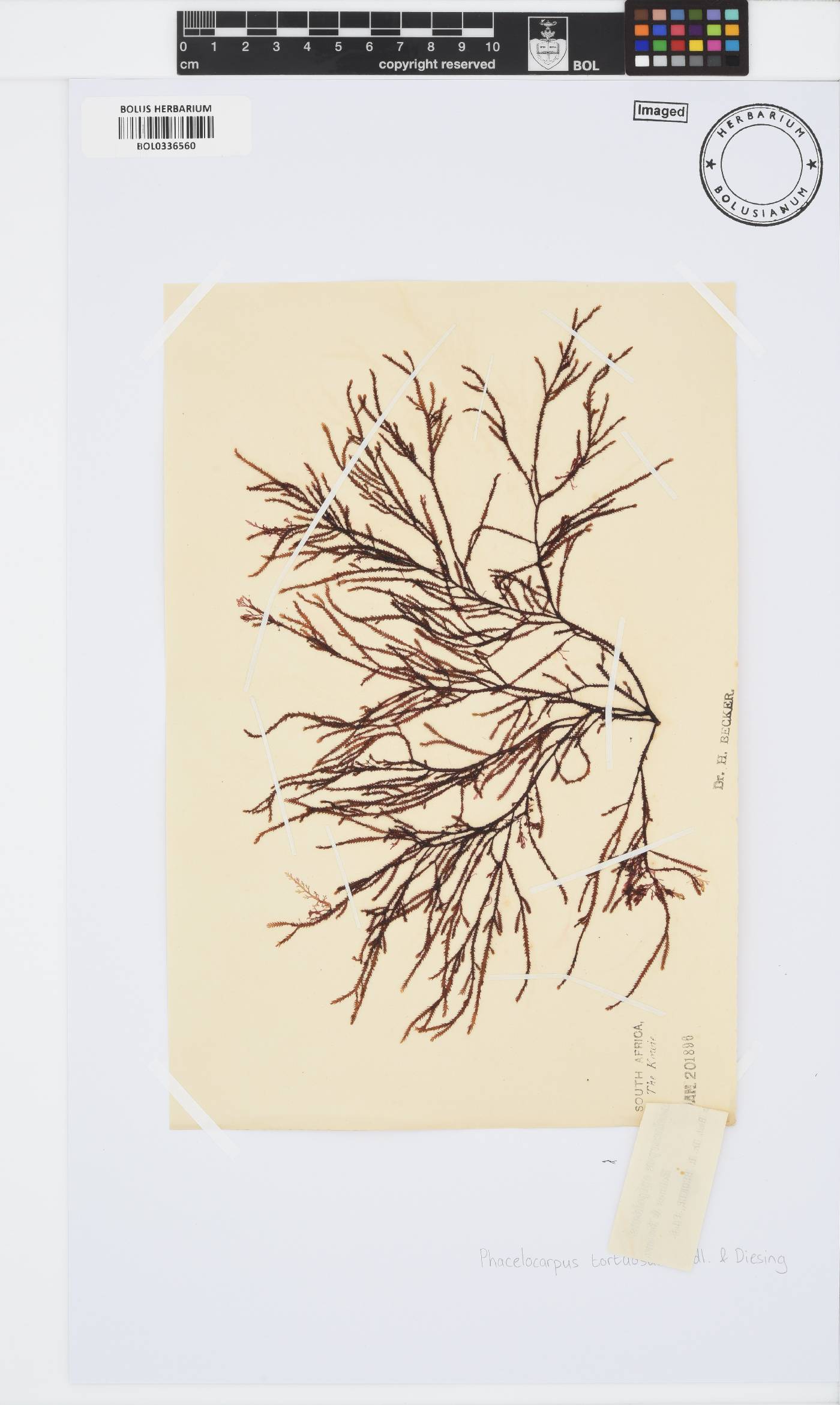Phacelocarpus image