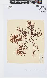 Phacelocarpus tortuosus image