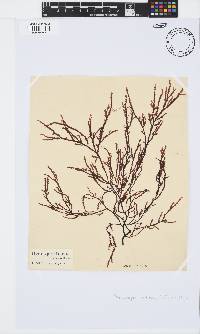 Phacelocarpus tortuosus image