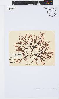 Phacelocarpus tortuosus image