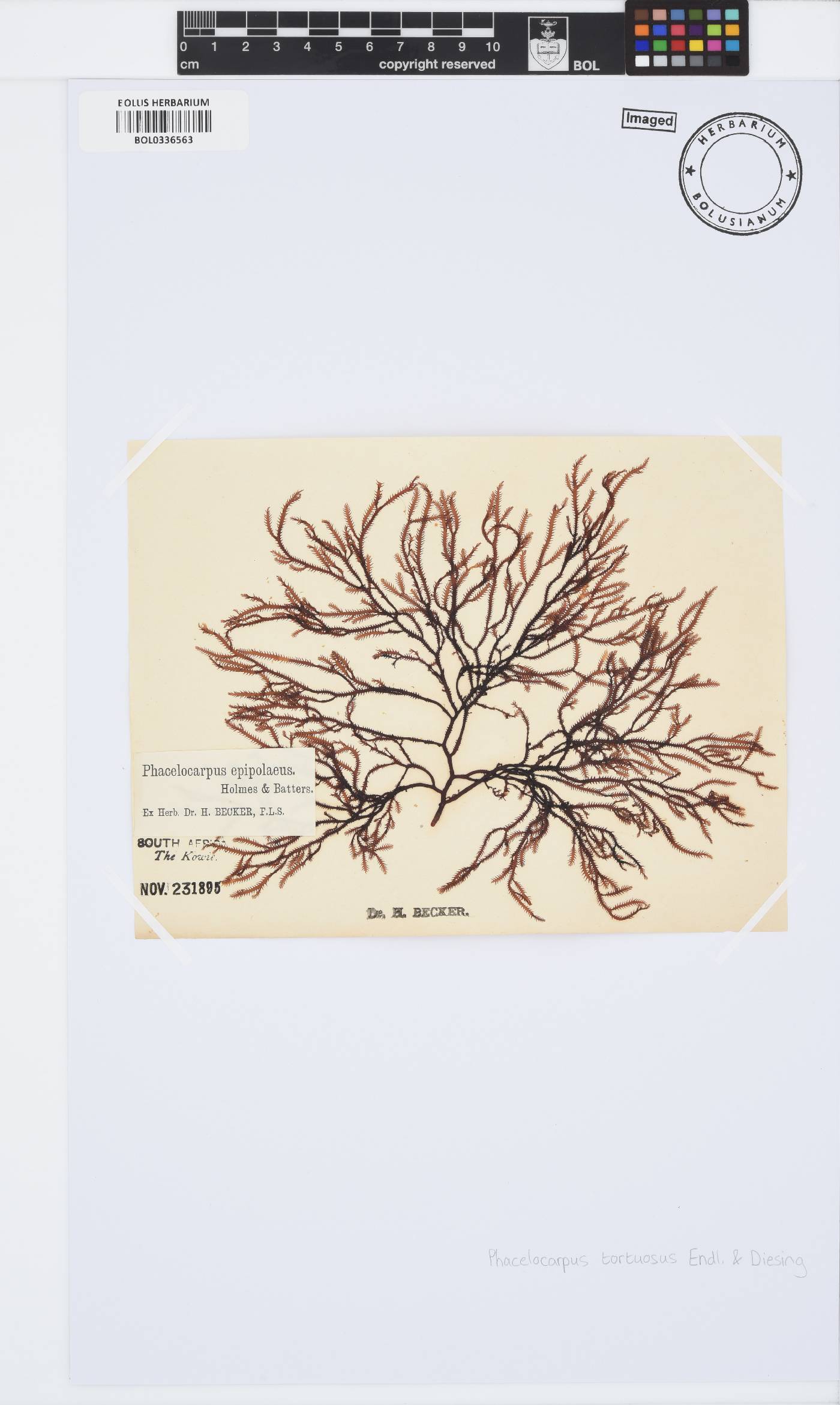 Phacelocarpus tortuosus image