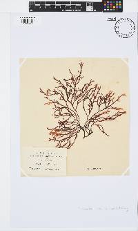 Phacelocarpus tortuosus image