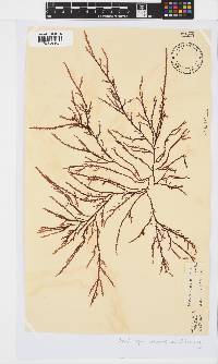 Phacelocarpus tortuosus image