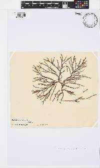 Phacelocarpus tortuosus image