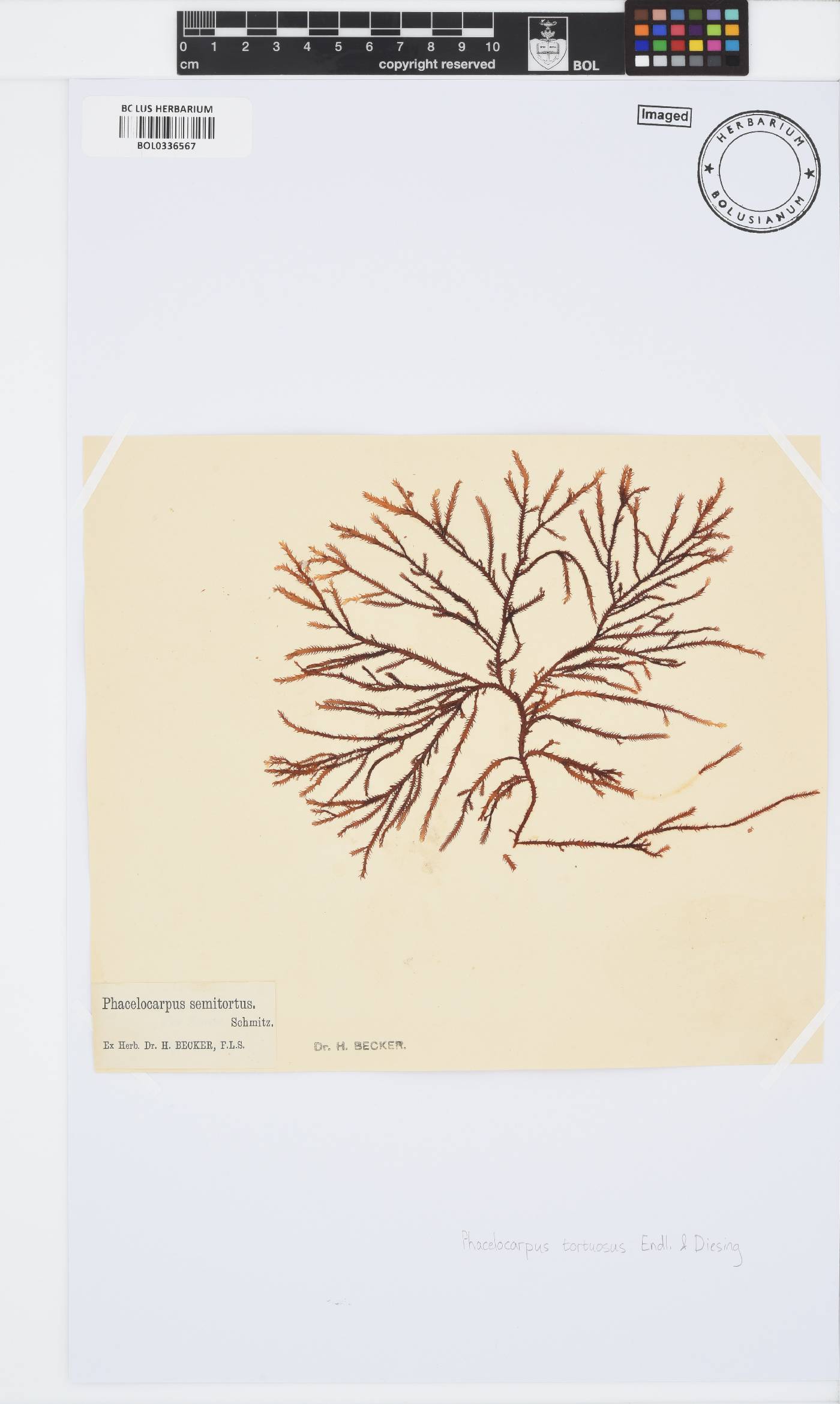 Phacelocarpus tortuosus image