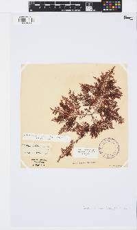 Gelidium versicolor image